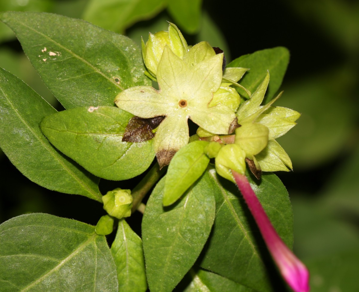 Mirabilis jalapa L.